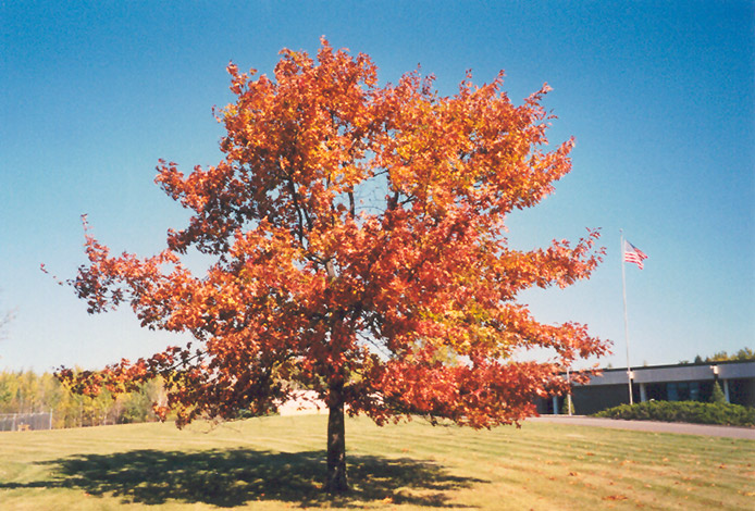 Red Oak (Quercus rubra) at Bast Brothers Garden Center