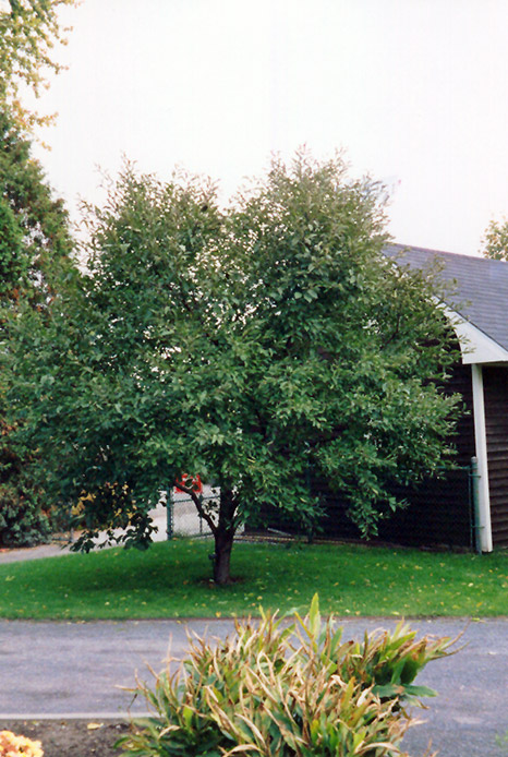 Montmorency Cherry (Prunus 'Montmorency') at Bast Brothers Garden Center
