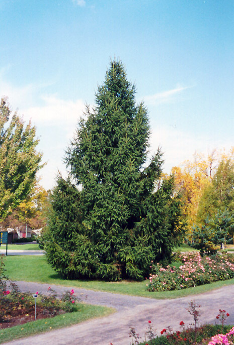 Norway Spruce (Picea abies) at Bast Brothers Garden Center