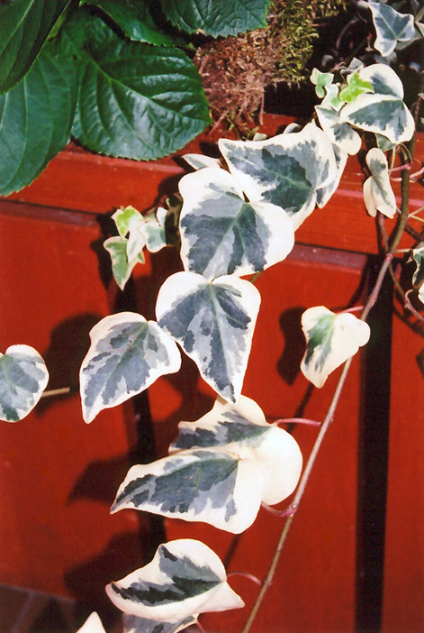 Variegated English Ivy (Hedera helix 'Variegata') at Bast Brothers Garden Center