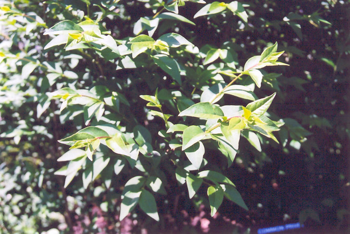 Common Privet (Ligustrum vulgare) at Bast Brothers Garden Center