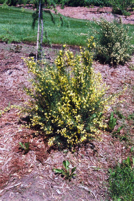 Scotch Broom (Cytisus scoparius) at Bast Brothers Garden Center