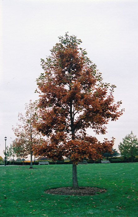 Swamp White Oak (Quercus bicolor) at Bast Brothers Garden Center