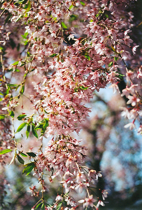 Pink Weeping Higan Cherry (Prunus subhirtella 'Pendula Rosea') at Bast Brothers Garden Center