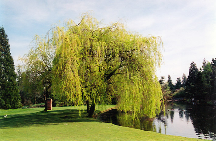 Golden Weeping Willow (Salix x sepulchralis 'Chrysocoma') at Bast Brothers Garden Center