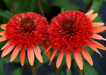 Coral Reef Coneflower (Echinacea 'Coral Reef') at Bast Brothers Garden Center