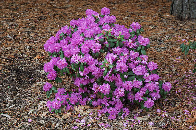 Compact P.J.M. Rhododendron (Rhododendron 'P.J.M. Compact') at Bast Brothers Garden Center
