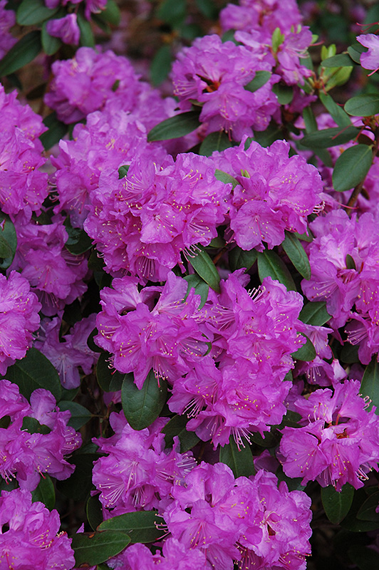 Compact P.J.M. Rhododendron (Rhododendron 'P.J.M. Compact') at Bast Brothers Garden Center