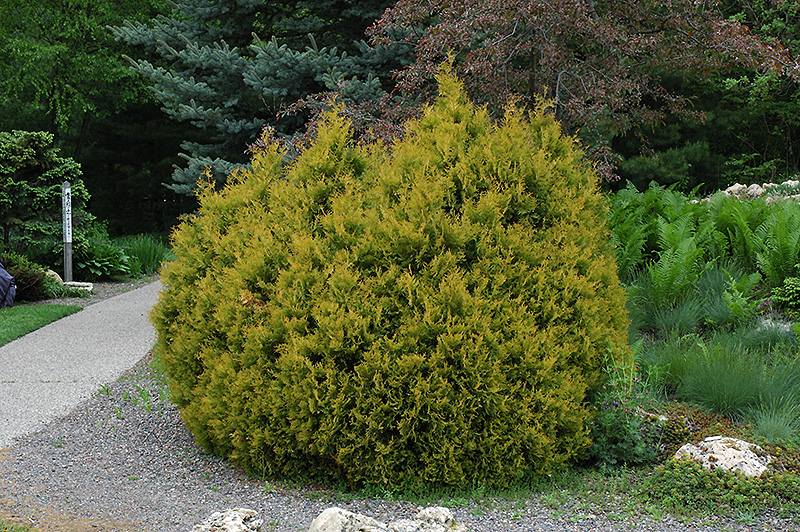 Rheingold Arborvitae (Thuja occidentalis 'Rheingold') at Bast Brothers Garden Center