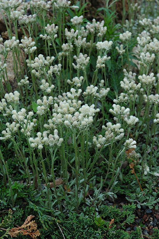 Pussytoes (Antennaria dioica) at Bast Brothers Garden Center