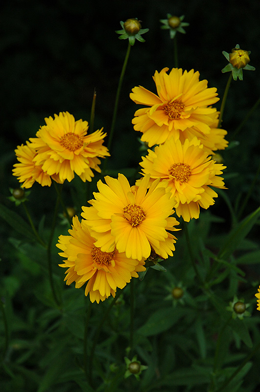 Early Sunrise Tickseed (Coreopsis 'Early Sunrise') at Bast Brothers Garden Center