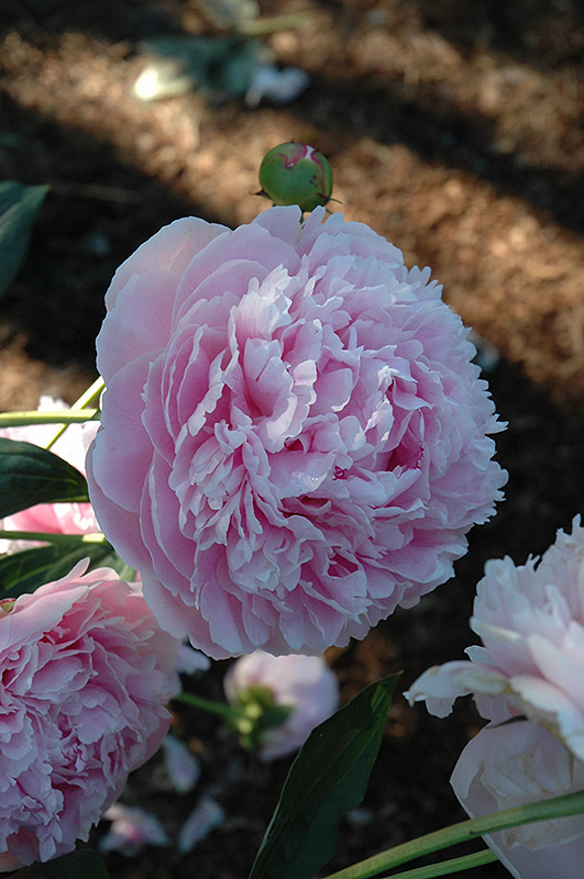Shirley Temple Peony (Paeonia 'Shirley Temple') at Bast Brothers Garden Center