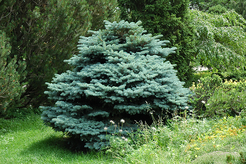 Globe Blue Spruce (Picea pungens 'Globosa') at Bast Brothers Garden Center