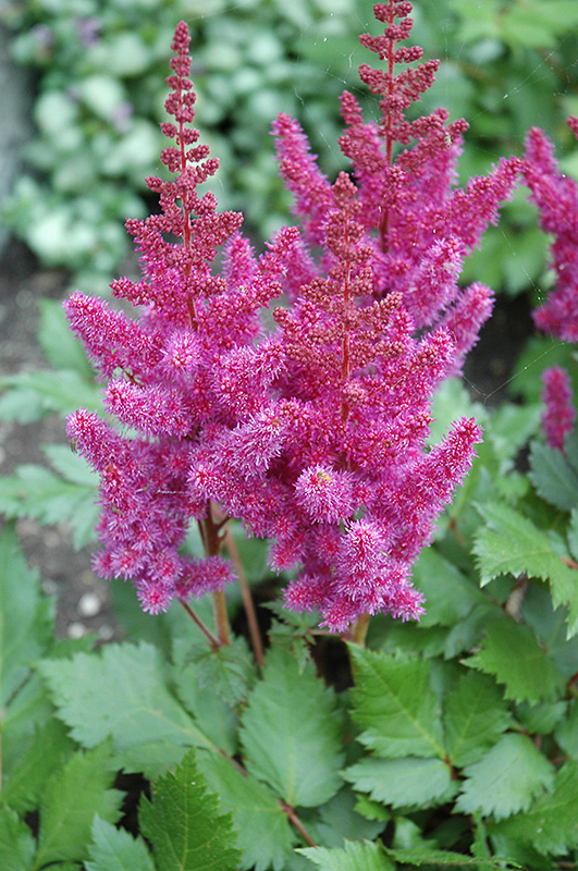 Visions Astilbe (Astilbe chinensis 'Visions') at Bast Brothers Garden Center