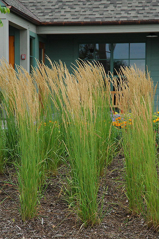 Karl Foerster Reed Grass (Calamagrostis x acutiflora 'Karl Foerster') at Bast Brothers Garden Center