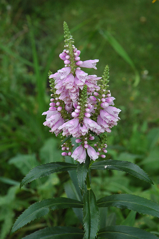 Obedient Plant (Physostegia virginiana) at Bast Brothers Garden Center
