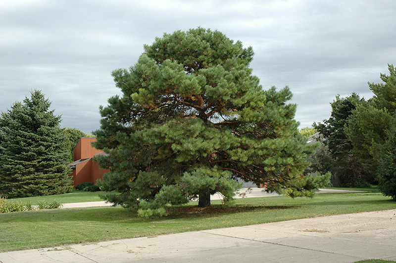 Scotch Pine (Pinus sylvestris) at Bast Brothers Garden Center