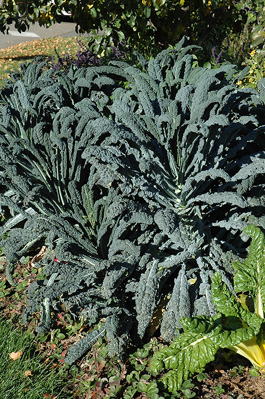 Dinosaur Kale (Brassica oleracea var. sabellica 'Lacinato') at Bast Brothers Garden Center