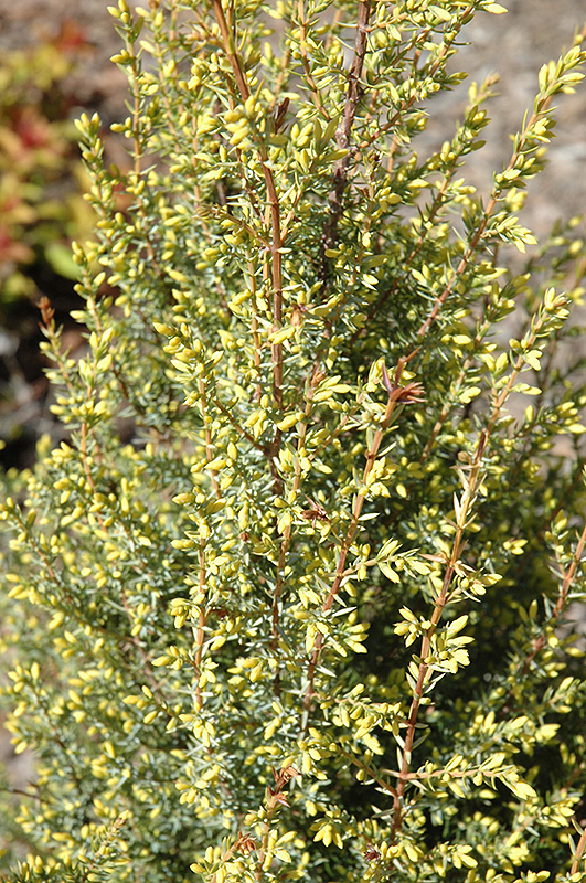 Gold Cone Juniper (Juniperus communis 'Gold Cone') at Bast Brothers Garden Center