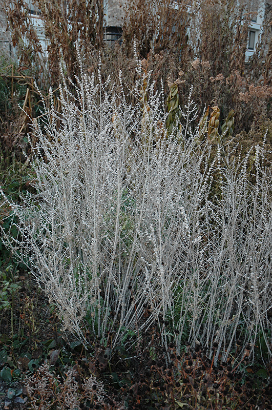 Russian Sage (Perovskia atriplicifolia) at Bast Brothers Garden Center