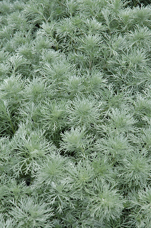 Silver Mound Artemesia (Artemisia schmidtiana 'Silver Mound') at Bast Brothers Garden Center