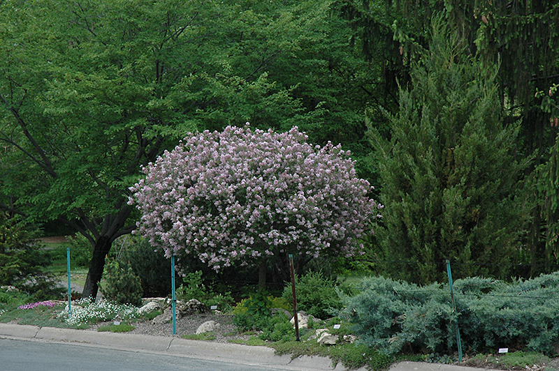 Dwarf Korean Lilac (tree form) (Syringa meyeri 'Palibin (tree form)') at Bast Brothers Garden Center