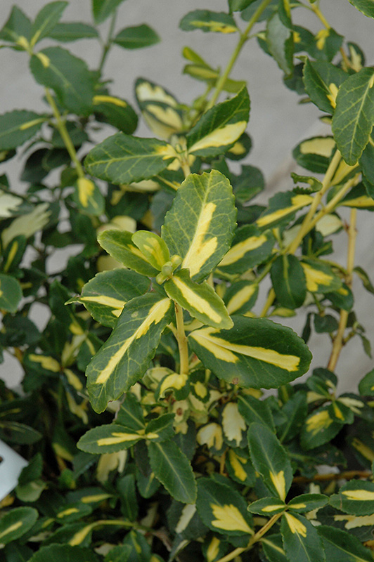 Blondy Wintercreeper (Euonymus fortunei 'Interbolwi') at Bast Brothers Garden Center