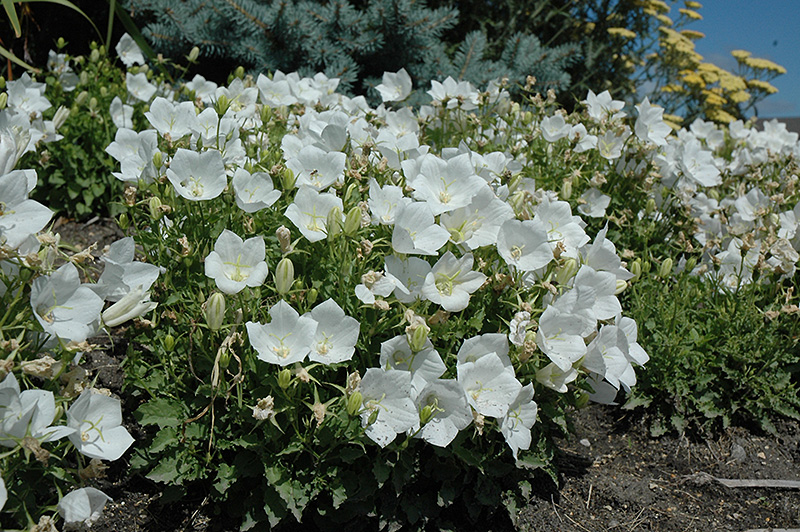 White Clips Bellflower (Campanula carpatica 'White Clips') at Bast Brothers Garden Center