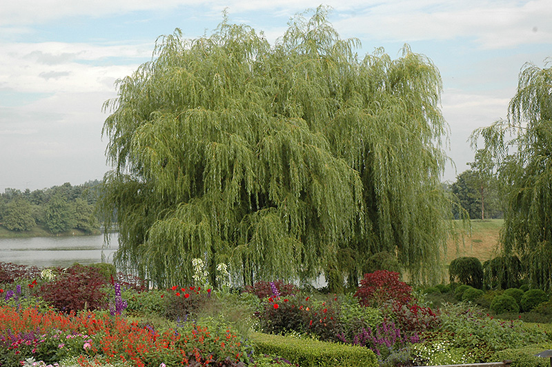 Golden Weeping Willow (Salix alba 'Tristis') at Bast Brothers Garden Center