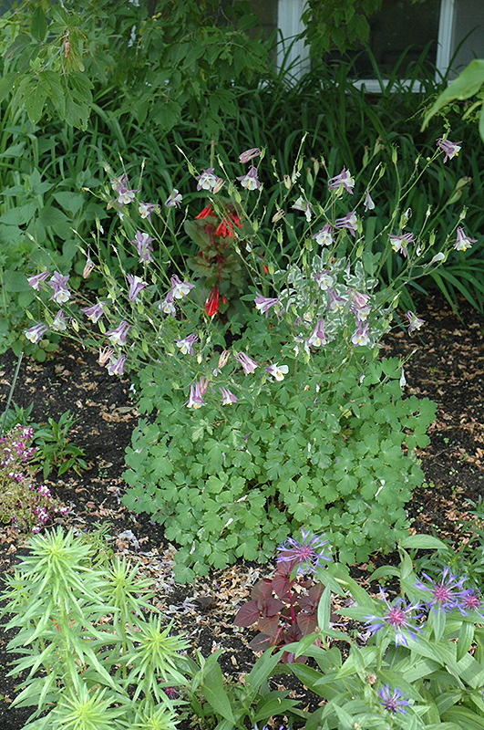Common Columbine (Aquilegia vulgaris) at Bast Brothers Garden Center
