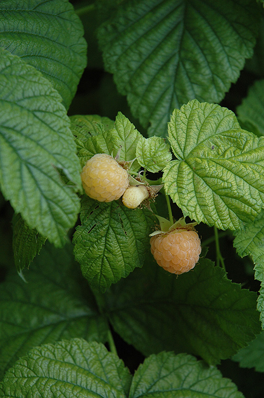 Fall Gold Raspberry (Rubus 'Fall Gold') at Bast Brothers Garden Center