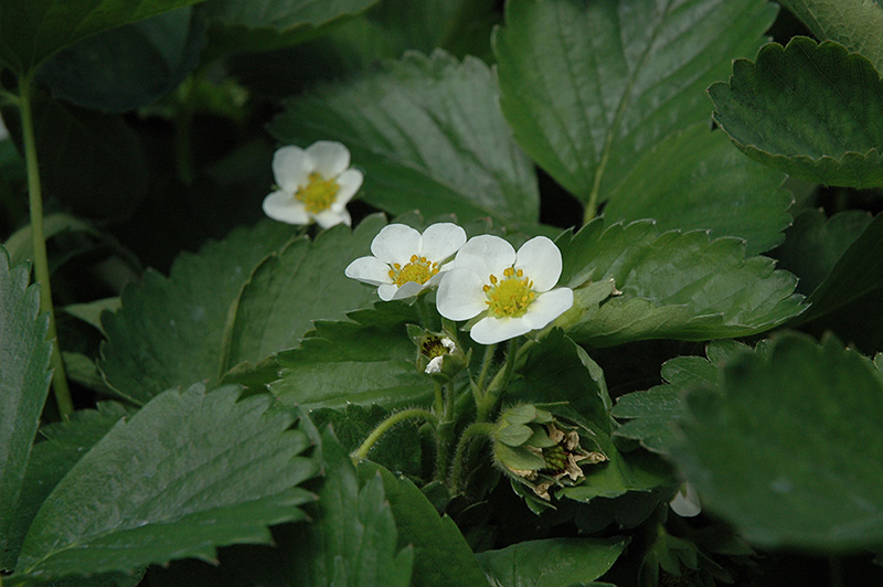 Everbearing Strawberry (Fragaria 'Everbearing') at Bast Brothers Garden Center