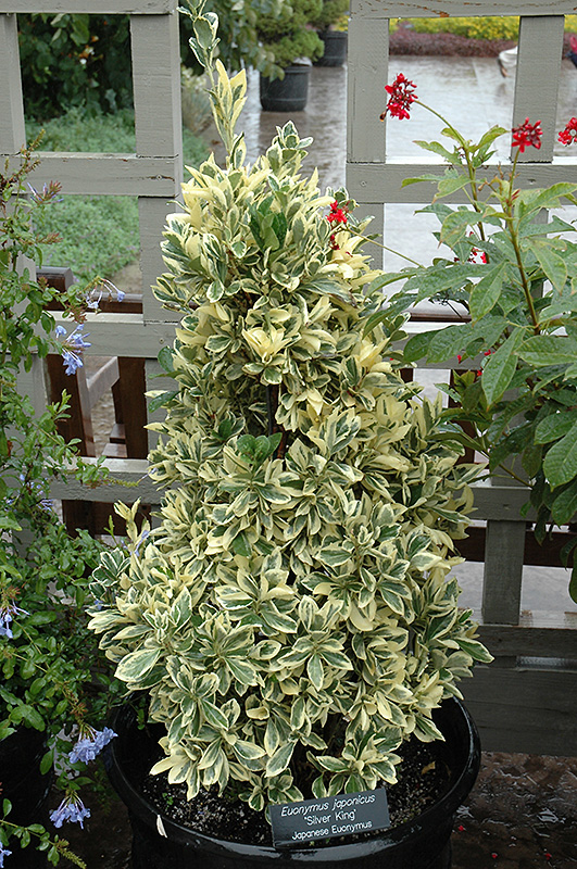Silver King Euonymus (Euonymus japonicus 'Silver King') at Bast Brothers Garden Center