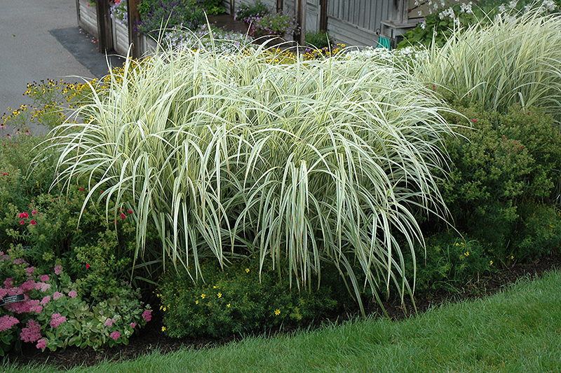 Variegated Silver Grass (Miscanthus sinensis 'Variegatus') at Bast Brothers Garden Center