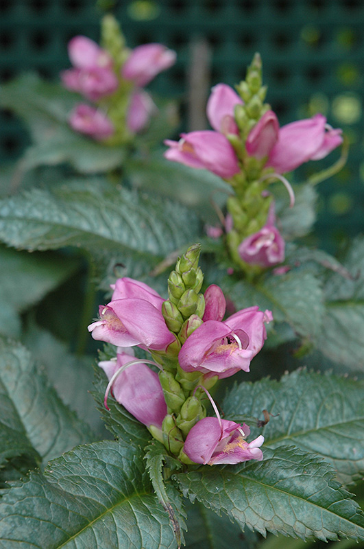 Hot Lips Turtlehead (Chelone lyonii 'Hot Lips') at Bast Brothers Garden Center