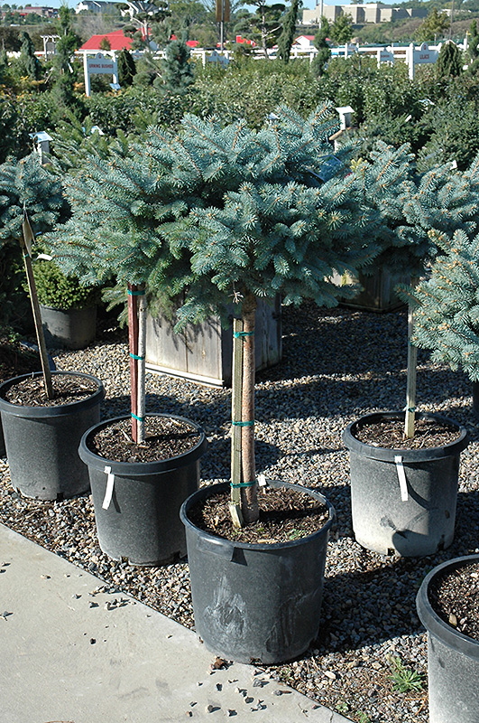Globe Blue Spruce (tree form) (Picea pungens 'Globosa (tree form)') at Bast Brothers Garden Center
