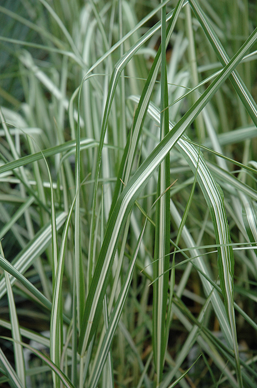 Avalanche Reed Grass (Calamagrostis x acutiflora 'Avalanche') at Bast Brothers Garden Center
