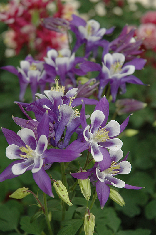 Winky Blue And White Columbine (Aquilegia 'Winky Blue And White') at Bast Brothers Garden Center