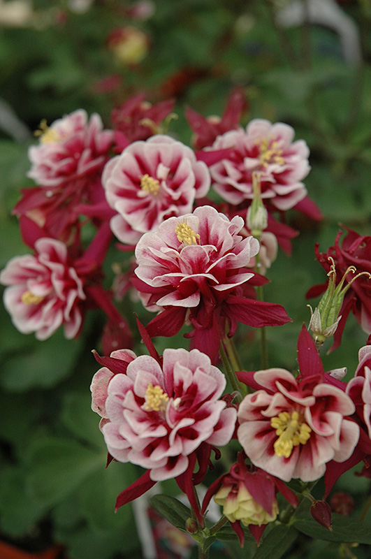 Double Red And White Columbine (Aquilegia vulgaris 'Double Red And White') at Bast Brothers Garden Center