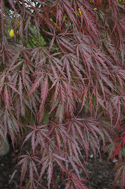 Tamukeyama Japanese Maple (Acer palmatum 'Tamukeyama') at Bast Brothers Garden Center