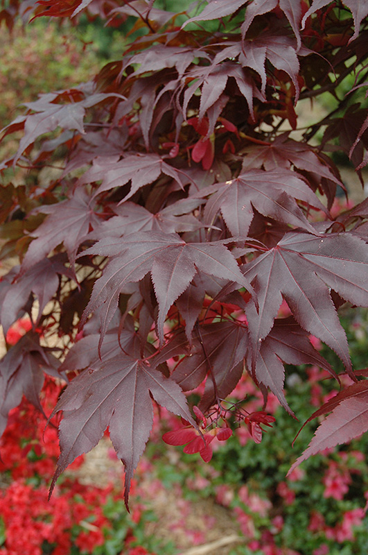 Bloodgood Japanese Maple (Acer palmatum 'Bloodgood') at Bast Brothers Garden Center