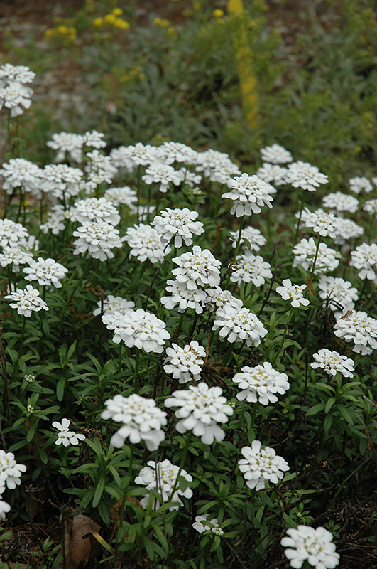 Purity Candytuft (Iberis sempervirens 'Purity') at Bast Brothers Garden Center