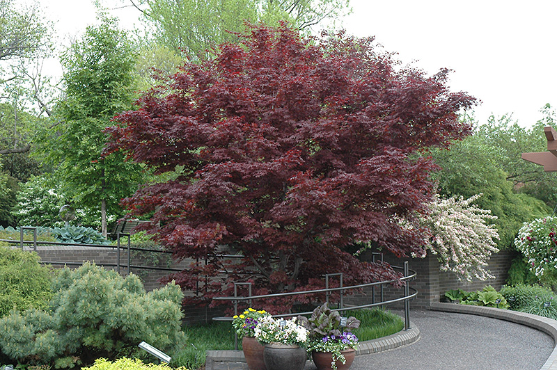 Bloodgood Japanese Maple (Acer palmatum 'Bloodgood') at Bast Brothers Garden Center