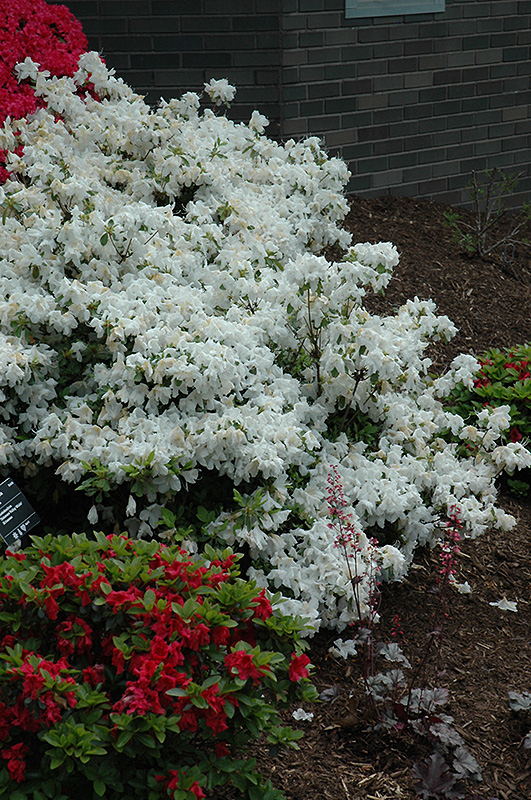 Delaware Valley White Azalea (Rhododendron 'Delaware Valley White') at Bast Brothers Garden Center