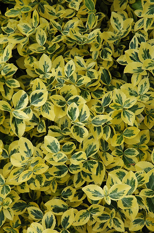 Emerald 'n' Gold Wintercreeper (Euonymus fortunei 'Emerald 'n' Gold') at Bast Brothers Garden Center