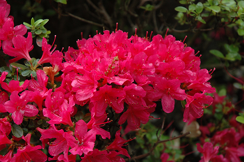 Hino Crimson Azalea (Rhododendron 'Hino Crimson') at Bast Brothers Garden Center