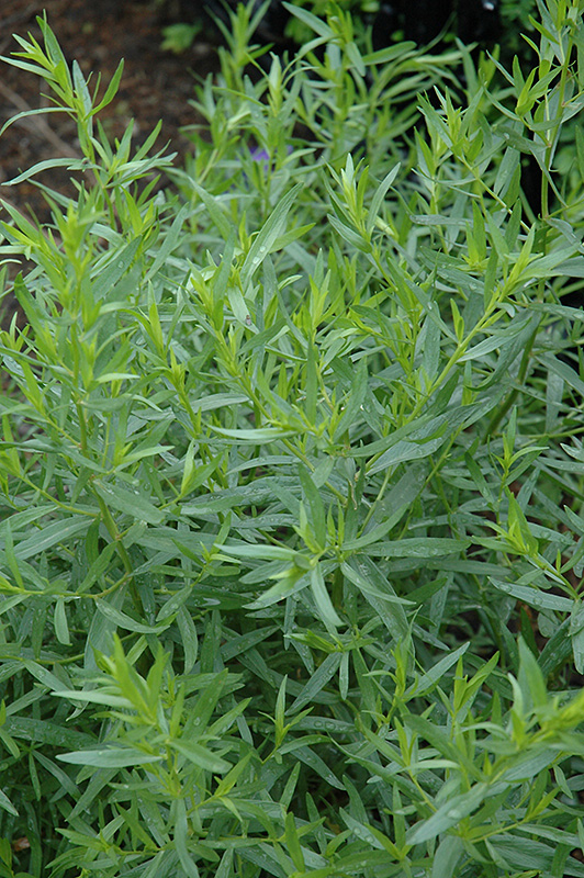 French Tarragon (Artemisia dracunculus 'Sativa') at Bast Brothers Garden Center