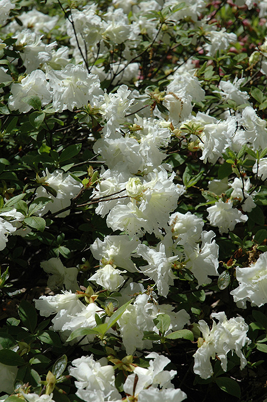 Helen Curtis Azalea (Rhododendron 'Helen Curtis') at Bast Brothers Garden Center