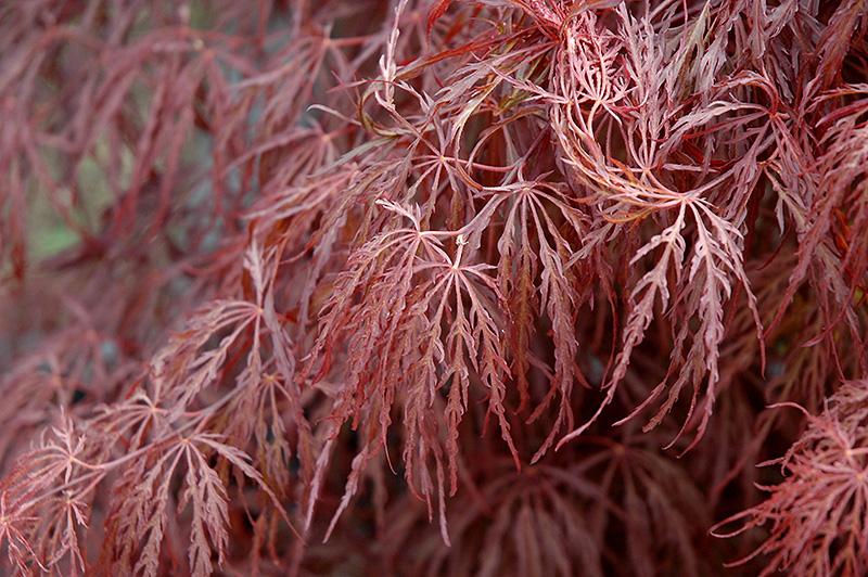 Crimson Queen Japanese Maple (Acer palmatum 'Crimson Queen') at Bast Brothers Garden Center