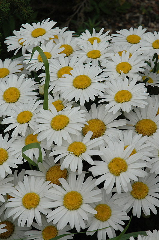 Snow Lady Shasta Daisy (Leucanthemum x superbum 'Snow Lady') at Bast Brothers Garden Center